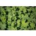 Lady's Mantle Herb Tea/Mesdames Manto Herbe (Alchemilla Vulgaris) - Health Embassy - 100% Natural (50g) - Buy Online on GoSupps.com
