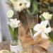 100 Pcs Disposable Clear Champagne Flutes - 5oz Plastic Wine Glasses for Party Wedding - Assemble Plastic Champagne Cups - Cocktail Cups - Buy Online on GoSupps.com