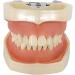Samnuerly Dental Tooth Model with 28 Screws & Removable Silicone Gums | Ideal for Preparation & Demonstration - Buy Online on GoSupps.com