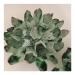 Natural Crystal Rough Crystal 750-850g 1pc Natural Green Phantom Quartz Crystal Cluster Gemstone Geode Adornment Suitable for Home Office Decoration
