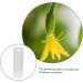 Happyyami 4 Pcs Vegetable Shaping Mold Fruit Cucumbers Mold Shaping Vegetable Forming Mould Mushroom Modeling - Buy Online on GoSupps.com