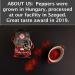 Rubin Artisan Hungarian Sweet Paprika Powder - 100% Pure from Szeged, Hungary - 1.76 oz - Buy Online on GoSupps.com