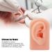 Huleo Fake Ear Model - Reusable Human Ear for Earrings Display & Acupuncture Training - Buy Online on GoSupps.com