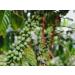 Adems Ugandan Premium Green Coffee Beans - 1kg | Unroasted Specialty Beans - Buy Online on GoSupps.com