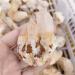 ENPAP Natural Semi-precious White Quartz Rough Specimen with HealthyTower Point Can be used for (Size : 150g) xingyong (Size : 150g) - Buy Online on GoSupps.com
