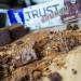 USN Trust Crunch Fudge Brownie Protein Bars - 20g Protein, Indulgent & Filling Snacks (12 x 60g Bars) - Buy Online on GoSupps.com