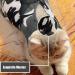 Voarge Recovery Suit for Cats & Dogs - Anti-Licking Post-Op Suit | Comfortable Camouflage Recovery Clothes (L Size) - Buy Online on GoSupps.com