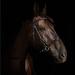 Horze Denver Bitless Bridle - Black Cob Size | Shop Now - Buy Online on GoSupps.com