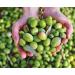 BENVOLIO 1938 Cold Pressed Extra Virgin Olive Oil - 500 ml - 100% ITALIAN Metallic Gourmet Bottle - Buy Online on GoSupps.com