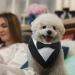 Maustlie Dogs Smoking Bandana | Adjustable Triangle Scarf for Pets | Formal Wedding & Party Wear | Black (S) | Stylish Dog Accessories - Buy Online on GoSupps.com