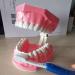 LBYLYH Dental Implant Teeth - Oral Care Brush Model & Educational Dental Template for Early Childhood Learning - Buy Online on GoSupps.com