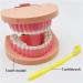 Dytah Dental Teeth Model - Realistic Typodont with Visible Gingiva for Practice & Study | Ideal Dental Teaching Tool - Buy Online on GoSupps.com