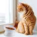 Elevated Tilted Ceramic Cat Bowl for Food & Water - Anti-Vomiting, Reduce Neck Strain - White - Buy Online on GoSupps.com