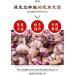 Laba Garlic 250/500g Shandong specialty authentic emerald green garlic green garlic sugar garlic sweet and sour garlic delicious snacks Vegetables and fruits (500g 3bags) 500g 3bags - Buy Online on GoSupps.com