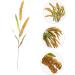 OUNONA Simulated Ears of Corn Grass Plume Artificial Millet Ears Fall Decor Wheat Decoration Thanksgiving Decorations Wheat Fake Grasses Bundle Plant Paddy Pvc Artificial Grass Golden 75.00X12.00X2.00CM - Buy Online on GoSupps.com