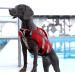Dog Life Jacket - Adjustable Pet Float Coat for Swimming Surfing & Boating (XS Red) - Ultimate Safety for Your Pet - Buy Online on GoSupps.com