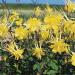 Mr Fothergill's - RHS Aquilegia Yellow Queen - Buy Online on GoSupps.com