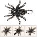 LALAFINA Spider Hairpin Kid Hair Accessories Hair Barrettes for Women Black Spider Hair Clip Halloween Bag Stuffer Black Hair Accessories Alloy Rhinestone Miss Filler Artificial - Buy Online on GoSupps.com