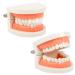 2Pcs Standard Teeth Dental Model Demonstration Teeth Model for Kids Dental Teaching Study Supplies