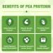 Organic 100% Pea Protein Powder - 27g Protein/Serving, Vegetarian, Gluten-Free, Non-GMO - 2.62lbs - Buy Online on GoSupps.com