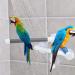 Bird Bathing Perch Parrot Training Stand PVC Bird Standing Platform Bird Shower Bath Stand with Suction Cup for Macaw Cockatoo African Greys Budgies Parakeet Cockatiel Conure Lovebirds