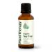 Plant Therapy Organic Tea Tree Oil (Melaleuca) 100% Pure USDA Certified Organic Undiluted Natural Aromatherapy Therapeutic Grade 30 mL (1 oz)