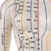 Female Acupuncture and Moxibustion Model 60cm - Medical Acupuncture and Moxibustion Model - Human Acupuncture and Moxibustion Model - for Chinese Body Statues of Doctors - Buy Online on GoSupps.com