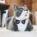 Necoichi Regal Crown Cat Collar in Navy - Premium Quality Feline Accessory - Buy Online on GoSupps.com