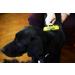 FURminator De-Shedding Tool for Large Dogs - Version 1.0 - 1 Count - Buy Online on GoSupps.com