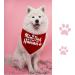 JXGZSO 1 Piece Pregnancy Announcement Dog Bandana Baby Announcement Pregnancy Reveal Gift (Mom & Dad are GETTING CA) - Buy Online on GoSupps.com