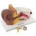 Ear Anatomy Model Expansion Display Educational Tool Teaching Model School Learning Tool Ear Model Structure - Buy Online on GoSupps.com
