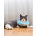 Woiworco Adjustable Cat Recovery Collar - Cute Donut Design - Soft Cone for Wound Healing - Elizabethan Collar for Cats - Medium Blue - Buy Online on GoSupps.com