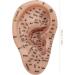 Buy Earred Acupuncture Kit - Soft Ear Seed Kit with Model Tweezers Probe Pin & Book for Effective International Shipping - Buy Online on GoSupps.com