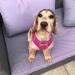 Bunty Tartan Small Dog Harness - Adjustable No Pull Puppy Harness for Small Dogs - Soft, Breathable, Anti-Pull - Red - Buy Online on GoSupps.com