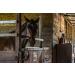 Duramectin Ivermectin Paste 1.87% Horse Wormer - 2 Tubes | Effective Parasite Control - Buy Online on GoSupps.com