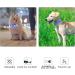 Masbrill Luminous LED Dog Collar - Waterproof & Adjustable Safety Band with 3 Flashing Lights for Small to Large Dogs (Blue XS 25-35cm) - Buy Online on GoSupps.com