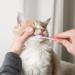 2-Piece Small Dog Toothbrush Set | 360-Degree Soft Silicone Pet Dental Care for Dogs & Cats - Effective Oral Hygiene & Deep Clean - Buy Online on GoSupps.com