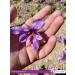Dream Saffron Premium All-Red Afghan Saffron Threads - 1.0 Gram - Grade A+ Super Nagin Saffron for Cooking, Persian Tea, Paella & Risotto - Buy Online on GoSupps.com