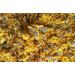 Yellow Chrysanthemum Bud Herbal Tea 3 pound (1362 grams) 100% natural herb formerly enjoyed by Emperor.
