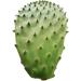 3 kg of fresh scoops for cooking edible nopal O ficus - Buy Online on GoSupps.com