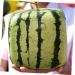 UKCOCO 2pcs Tool Vegetables Garden Shaping Molds Fruit Shaping Mould Pumpkin Ginseng Fruit Cucumber 15x15cmx2pcs Transparentx2pcs - Buy Online on GoSupps.com