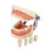 Samnuerly tooth mouth model 28 screws attached with teeth removable gums made of silicone rubber used for dental preparation operation and demonstration lessons