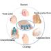 HiiBaby Toe Separators - 4-Piece Set for Bunion Relief and Toe Straightening - Buy Online on GoSupps.com