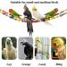 ASOCEA Bird Parrot Ladders Hanging Swing Bridge Climbing Toys - Cage Accessories for Small Medium Birds - Buy Online on GoSupps.com