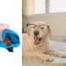 Rumyve Silicone Dog Therapy Bag Clip Dog Training Bag Portable Dog Therapy Bag Pocket Treat Handling Food Clip to Take The Dog Away(Blue) - Buy Online on GoSupps.com