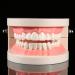 Standard-Tech 1-Part PVC Dental Apprenticeship Model - Ideal for Tooth Brushing Demonstration & Teaching - Buy Online on GoSupps.com