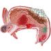 Human Stomach Lesion Model with Diaphragm Model Digestive System Model gastric Ulcer Model - Buy Online on GoSupps.com