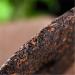 HELLOYOUNG 357g de th Pu'er chinois bio et m r Th vert l'ar me vieilli distinct facile infuser Th pu-erh Pu'er Tea - Buy Online on GoSupps.com