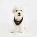 Puppia Soft Harness II - Comfortable Adjustable Dog Harness for Small & Medium Dogs - 150 ml (1 Pack) - Black - Buy Online on GoSupps.com