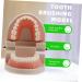 Solustre Removable Tooth Model - Educational Oral Cavity Toy for Kids | Preschool Teaching Model for Dental Awareness - Buy Online on GoSupps.com